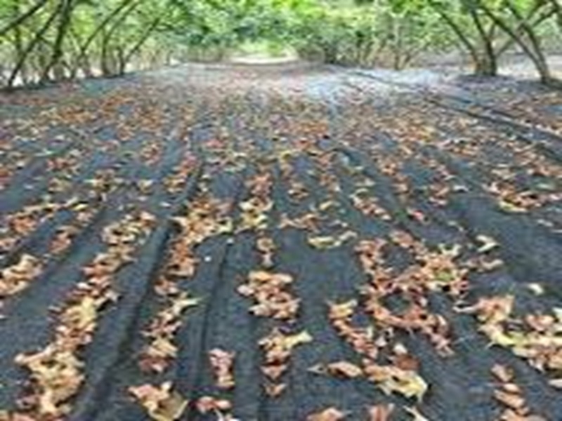 Ucuz Siyah Gölgelik File - Ucuz Gölgelik File - Ankara